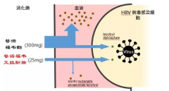 最新乙肝药(TAF)成为慢乙肝患者新选择