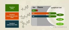 替诺福韦艾拉酚胺(TAF)III期研究结果揭示：96周无耐药，病毒抑制强