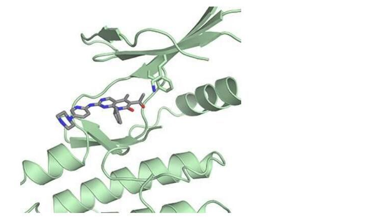 Science：揭示乳腺癌药物帕博西尼的新型作用机制